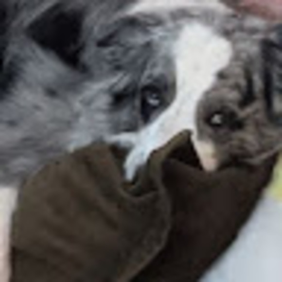 Meet your Posher, Olivia - Picture 1 of 1